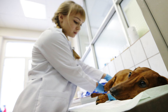 Самые бесперспективные специальности, которым обучают в московских вузах, – ветеринар и зоотехнолог
