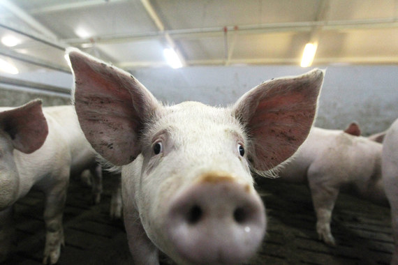 Россельхознадзор может запретить импорт украинской свинины из-за чумы свиней