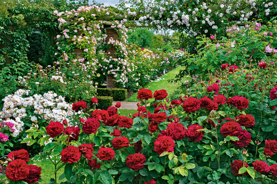 Английские розы объединяют лучшие качества старинных и современных сортов