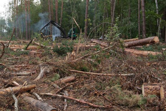 Задержка строительства М11 из-за Химкинского леса может обойтись государству в 4,8 млрд рублей