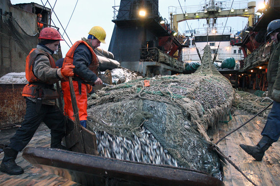 Четверть рыбопромышленных компаний лишится квот на вылов рыбы