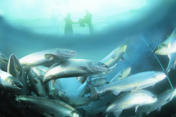 У крупнейшего в мире производителя лосося выросли расходы на борьбу с лососевой вошью