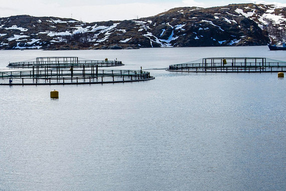 «Русской аквакультуре» могли поставить зараженных мальков из Норвегии