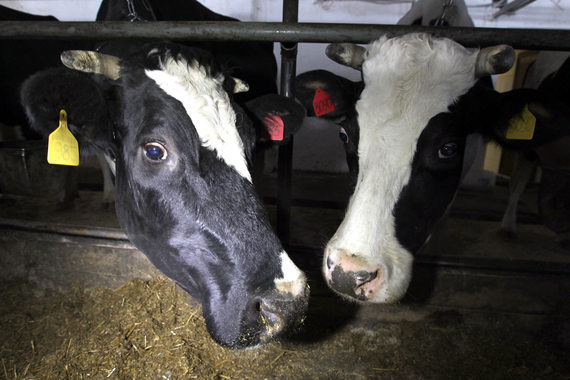 Замглавы Минсельхоза: молочные интервенции в РФ могут начаться в 2016 году