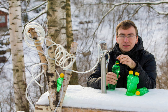 Бывший энергетик из Петербурга занялся сбором и продажей березового сока