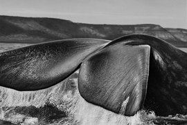 Южные киты (Eubalaena australis) плывут к полуострову Вальдес из-за естественного укрытия, образованного двумя заливами, Сан-Хосе и Гольфо-Нуэво. Хвост в вертикальном положении над водой выполняет роль навигатора