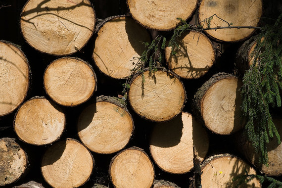 Российские ведомства начнут тестирование RFID-меток для маркировки ценной древесины