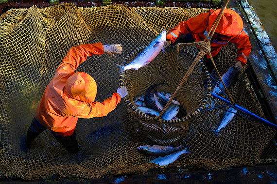 «Балтийский берег» будет работать с недорогой рыбной продукцией
