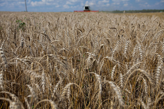 Российскую пшеницу покупают более 130 стран