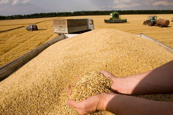 В течение недели государство начнет закупать зерно в госфонд