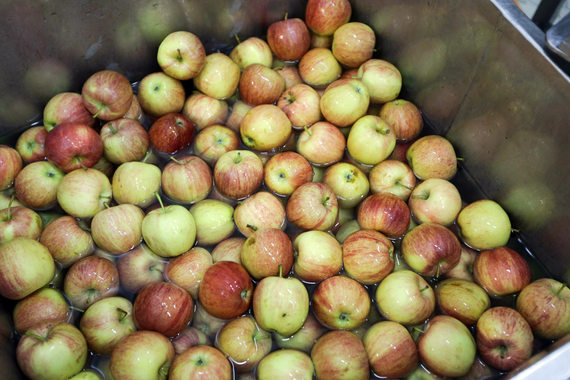 Производитель комбикорма разобьет в Ленинградской области яблоневые сады