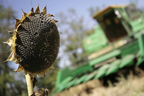 Урожай подсолнечника в мире обещает стать рекордным из-за высокого производства в России и на Украине