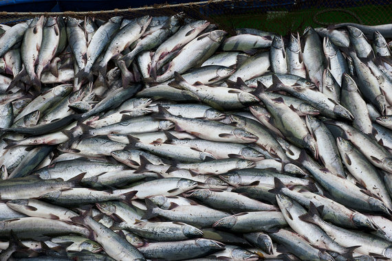 Сбербанк и власти Сахалина создадут проект по доставке рыбы с Дальнего Востока в другие регионы России. Стоимость проекта – не менее 50 млр