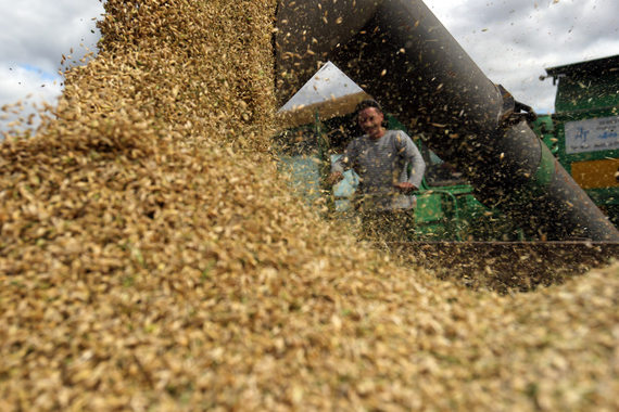 Экспорт зерна из России начал снижаться, урожай ожидается рекордный