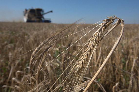 Россия побила рекорд 2008 года по сбору зерновых