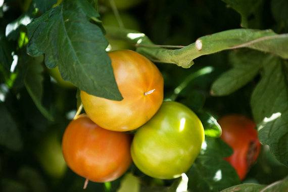 Инвестпроект в Пикалево удвоит объемы производства овощей в Ленобласти