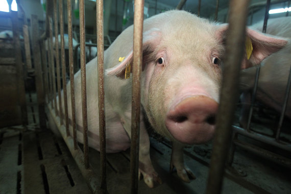 Из-за вспышки вируса чумы свиней Россельхознадзор пригрозил ввести карантин на Кубани