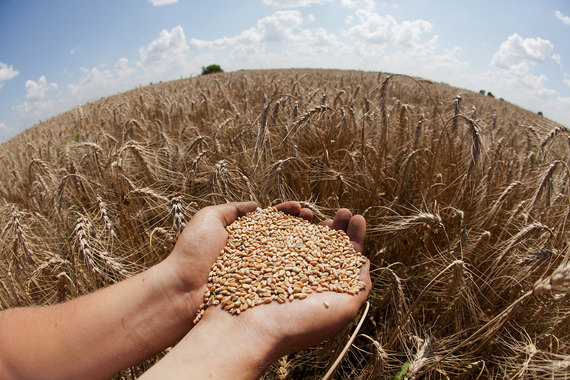 Минсельхоз резко понизил прогноз экспорта зерновых