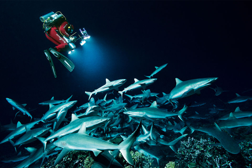Морской биолог и дайвер Лоран Баллеста ведет съемку ночной охоты серых рифовых акул на атолле Факарава (Французская Полинезия) во время экспедиции Gombessa IV