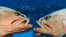 В южном проливе атолла Факарава, в охраняемой  ЮНЕСКО биосфере Французской Полинезии обитают закамуфлированные окуни Epinephelus  polyphekadion, которые  собираются для воспроизводства  потомства в центре пролива лишь раз в год