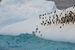 На острове Паулет обитает колония из 90 тысяч пингвинов Адели