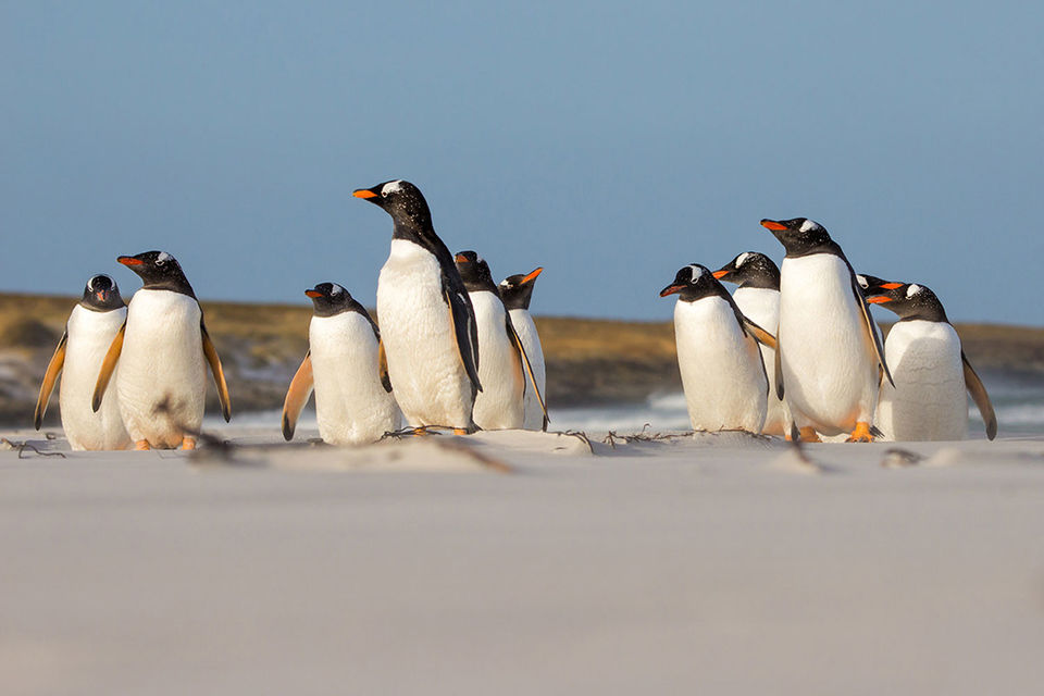 Для многих современных путешественников Антарктика остается последним неизведанным рубежом