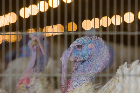 На площадках «Евродона», одного из крупнейших производителей мяса индейки, обнаружен птичий грипп