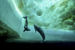 Фотографии подводного мира среди айсбергов, сделанные Лораном Баллестой во время экспедиции «Гомбесса III – Антарктика»