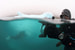 В каждой экспедиции Pristine Seas морского исследователя Эрика Салы и National Geographic делаются десятки фотографий, которые потом можно увидеть на сайте Blancpain Ocean Commitment