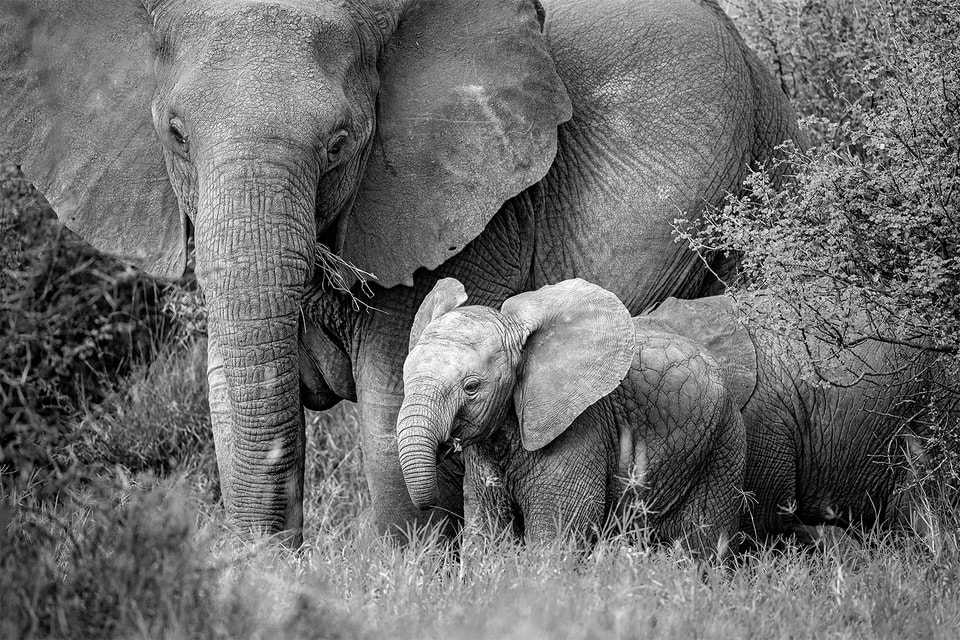 Чтобы защитить популяцию диких африканских слонов от истребления, Elephant Crisis Fund объединил свои усилия с Tiffany & Co.