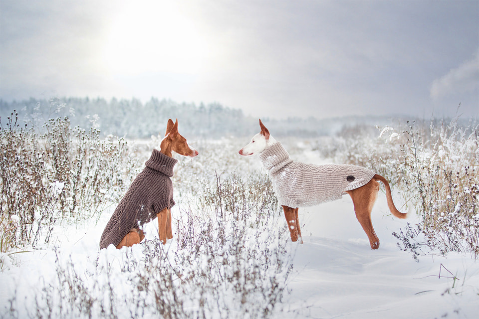 Российская компания Bravehound производит красивую и технологичную одежду для собак по индивидуальным меркам