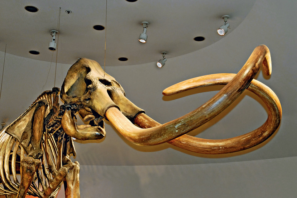 Скелет мамонта: кости можно отреставрировать, а можно оставить в «естественном» состоянии. Любой каприз за ваши деньги!