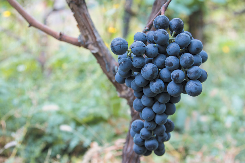 Винодельческая культура Грузии в последние годы очень активно развивается, обновляется и совершенствуется