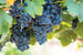 Виноград сорта саперави произрастает в виноградниках компании в Кахетии