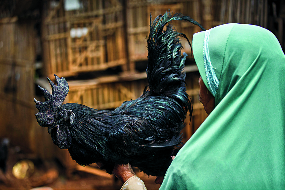 Американские заводчики продают взрослую аям чемани за $2500, а в Индонезии цыпленка той же породы можно приобрести за $200