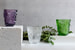 Вазы Lalique из бесцветного и цветного хрусталя из новой коллекции Botanica