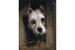 «Собака, выглядывающая из конуры», Эдвин Ландсир