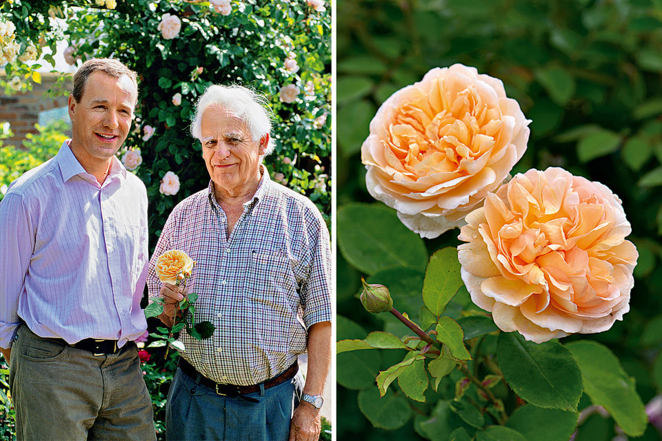Дэвид Остин-младший и Дэвид Остин-старший; одно из творений старшего Остина – сортовая роза The Lady Gardener