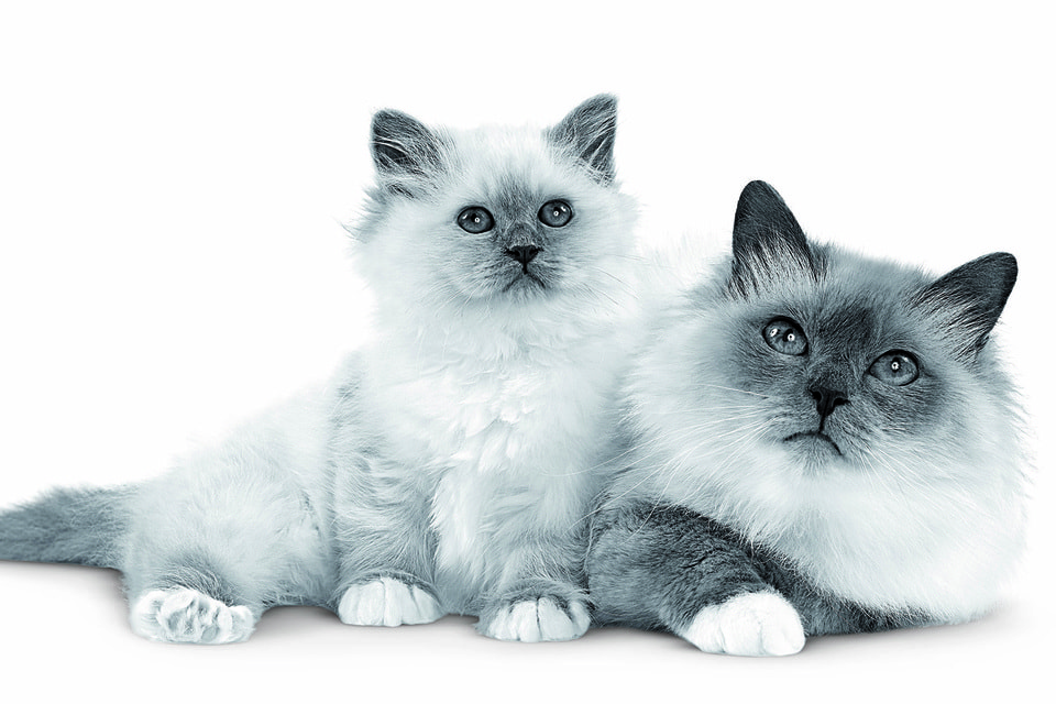 В программе фестиваля Cat Fest Royal Canin 2020 – два прямых эфира, выставка-«пристройство» кошек из приюта, консультации экспертов, а также шоу редких пород