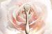 Этой весной дом Dior представил новинку – массажный аппликатор для лица Prestige. Он выполнен из позолоченного метала и по форме напоминает лепесток розы. Головка аппликатора снабжена 21 керамической пружиной, обеспечивающей бережный массаж лица. Использовать гаджет можно, например, с сывороткой Prestige Micro-Huile de Rose Advanced Serum.