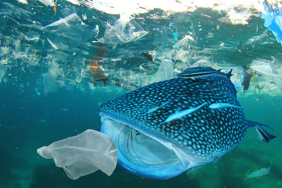 Мировой океан страдает не только от техногенных катастроф, но и от колоссального количества пластиковых отходов