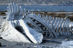 Длина скелета кита, созданного для съемок фильма Андрея Звягинцева «Левиафан» (2014 г.), – 28 м!