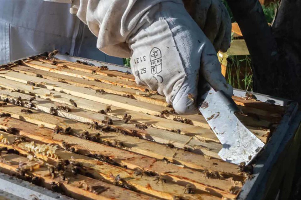 Пчелиный улей своими руками: чертежи и инструкция по изготовлению