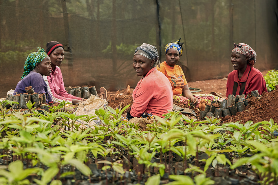 Программа посадки деревьев Treedom включает в себя сотрудничество с фермерами из Кении, Колумбии и других стран мира