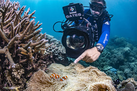 Оператор Biopixel осуществляет подводные съемки у Большого Барьерного рифа в дайверских часах Blancpain