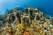 Восемьсот искусственных конструкций среди поврежденных рифов вновь обрастают кораллами и в них искусственно заселяются молодые рыбы