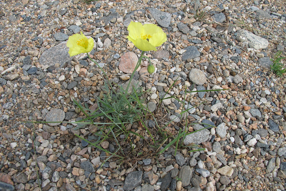Желтые маки – эндемичные цветы Прибайкалья