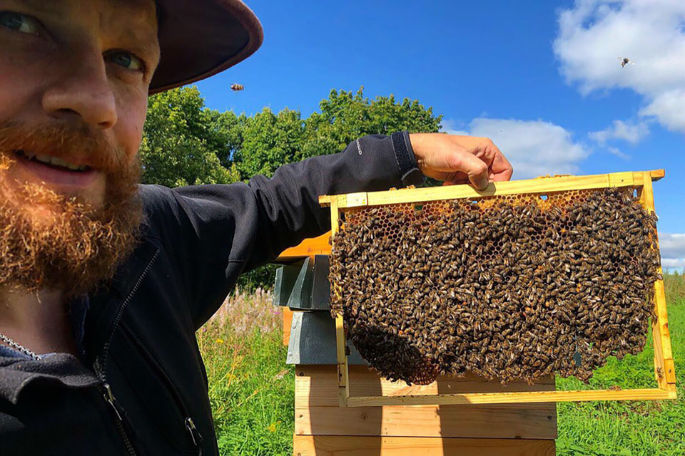 С миролюбивыми пчелами породы бакфаст можно работать без маски и перчаток