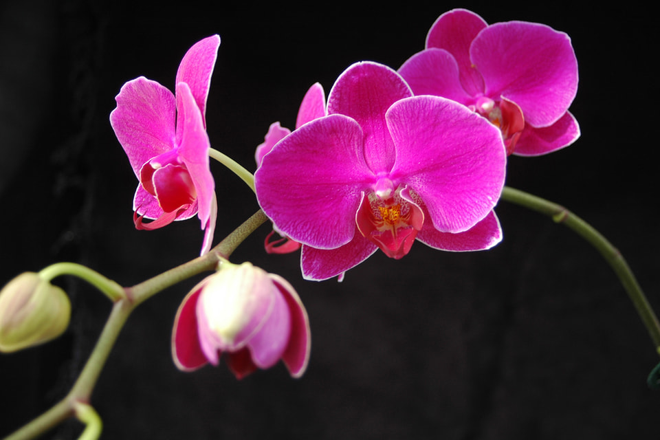 Новые технологии позволили упростить разведение не только фаленопсисов, но и многих других растений семейства Орхидных