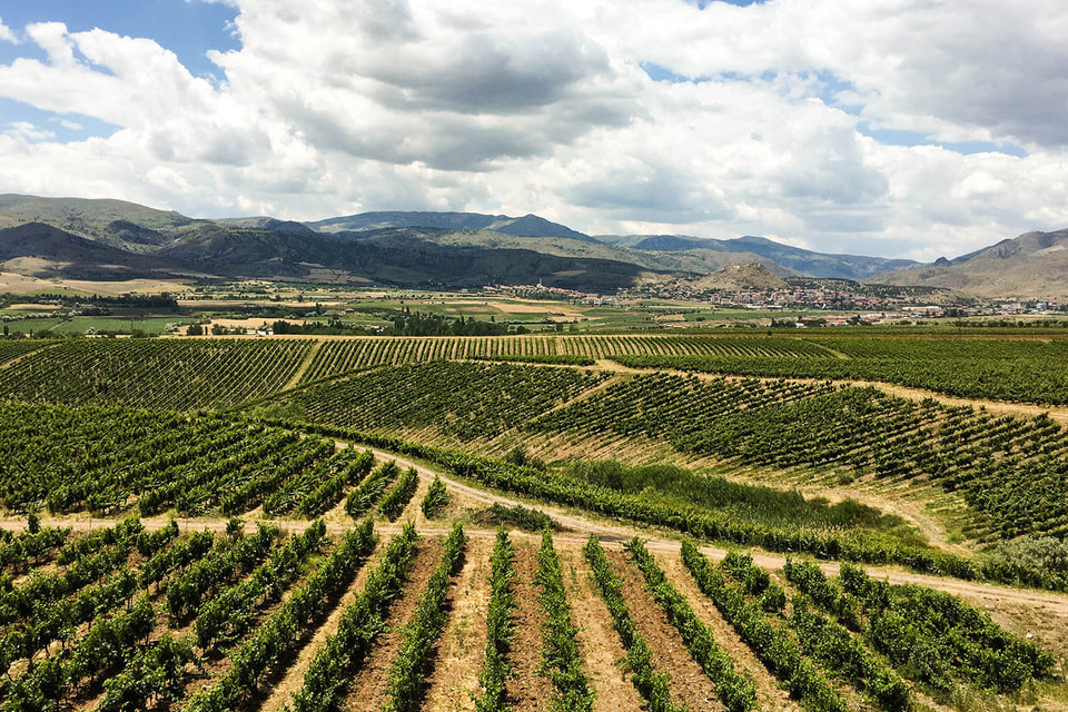 Турецкие виноделы сосредоточились на уникальных местных сортах винограда, аналогов которым просто нет